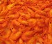  Beautiful Shrimps
