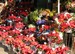 Flowers at the Rambla
