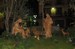 Christmas Night