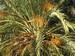 Palm