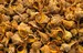 Sea Snails