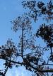 Treetop