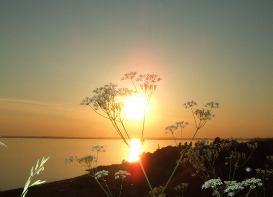 Sunset behind Grass