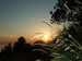 Sunset behind grass